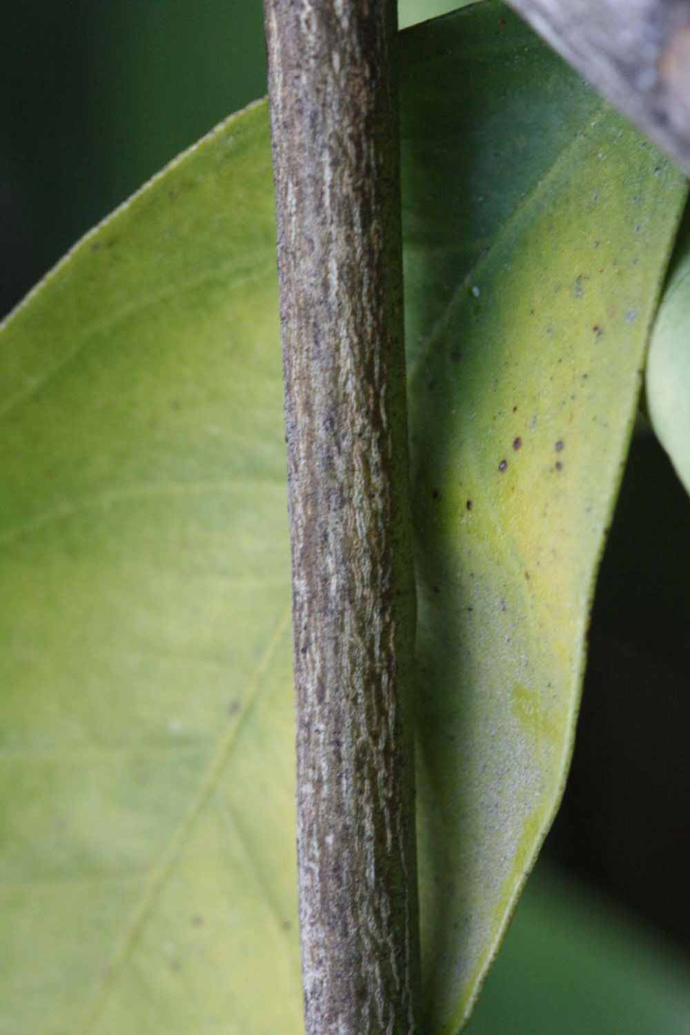              Second - third year twig (Rotuma Island, Riverside, CA)       